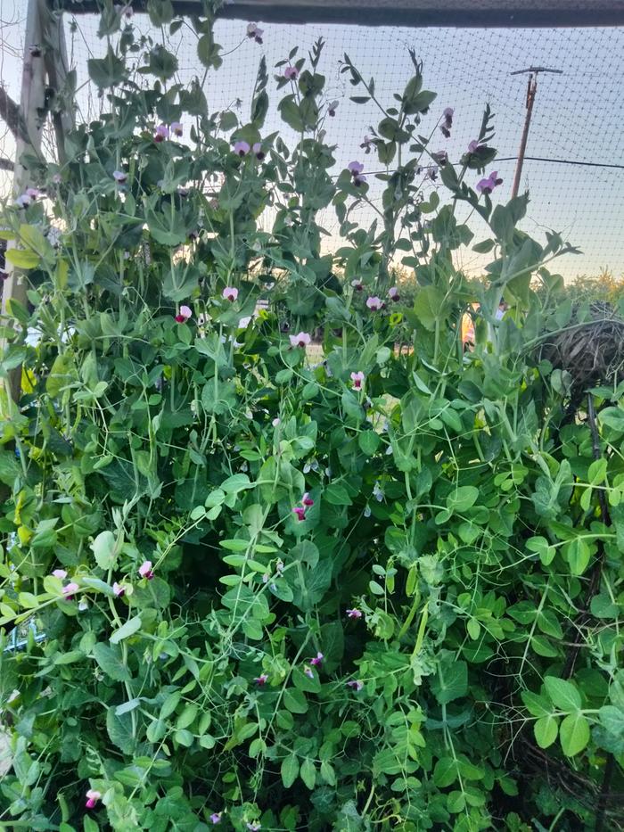 [Thumbnail for IMG20250418193021.jpg]