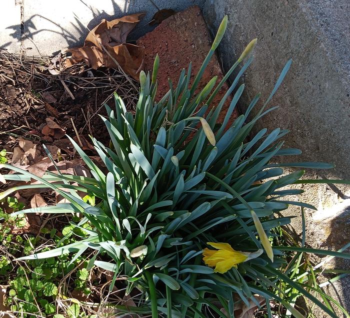 &amp;#91;daffodils.jpg&amp;#93;