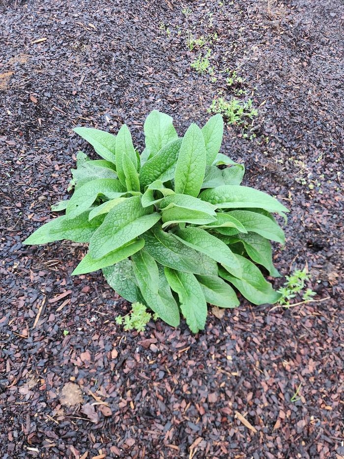&amp;#91;Comfrey_leaves.jpg&amp;#93;