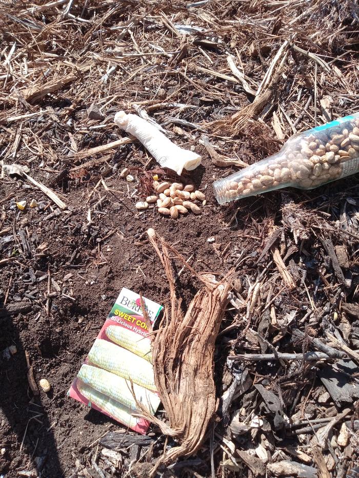 Today i planted another couple bottles of beans