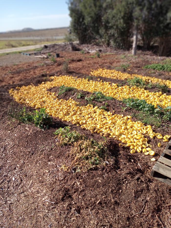 Lemon rinds in the pathways