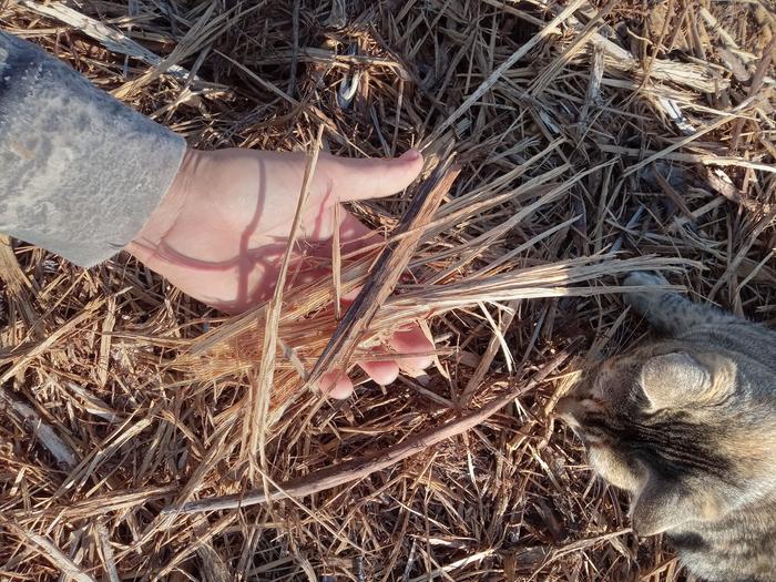 Cedar shards keep tires and feet out of mud better than chips