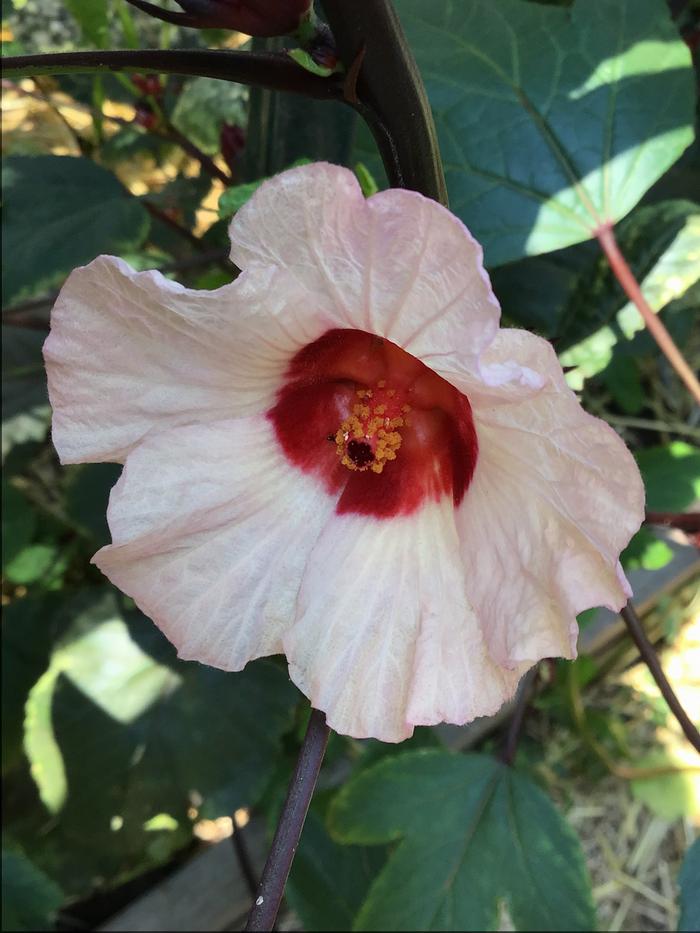Hibiscus