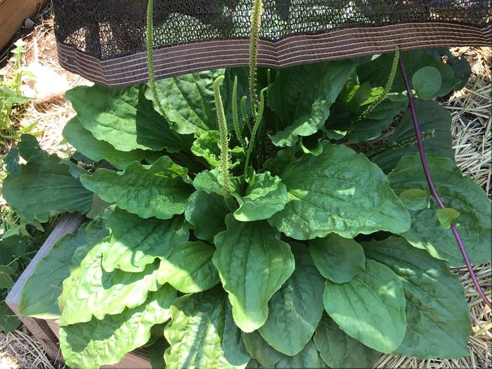 Plantain