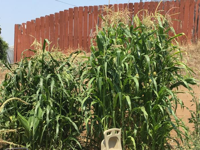 Corn