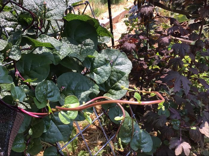 Malabar spinach and red leaf hibiscus