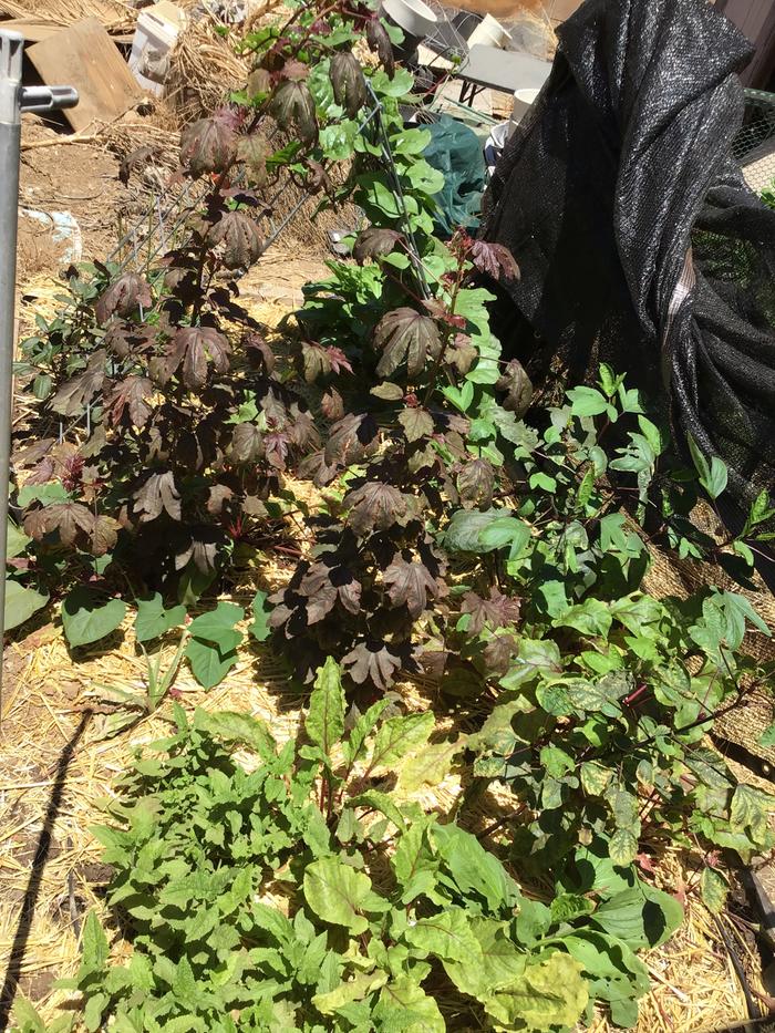 Chinese fingerroots, hibiscus and Malabar spinach