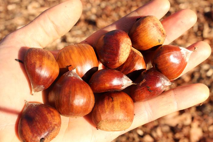 [Thumbnail for chestnuts.JPG]