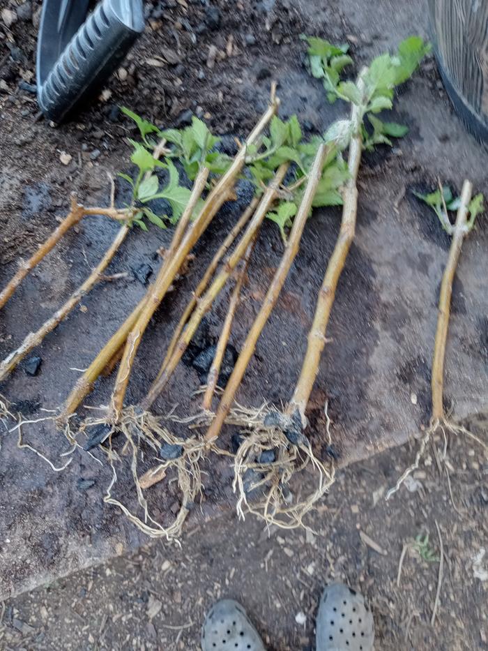Lantana cuttings from last fall