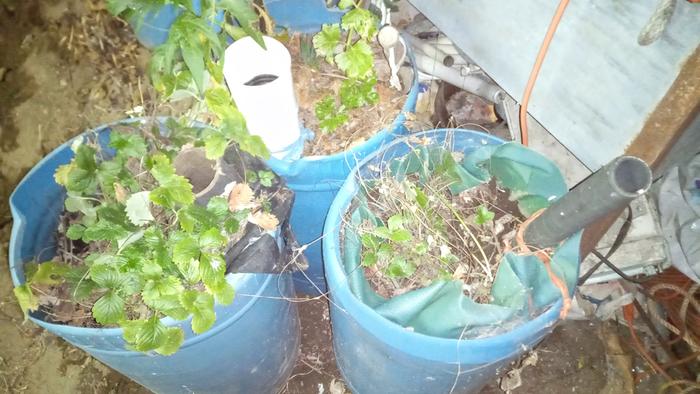 Alpine strawberries in wicking barrels