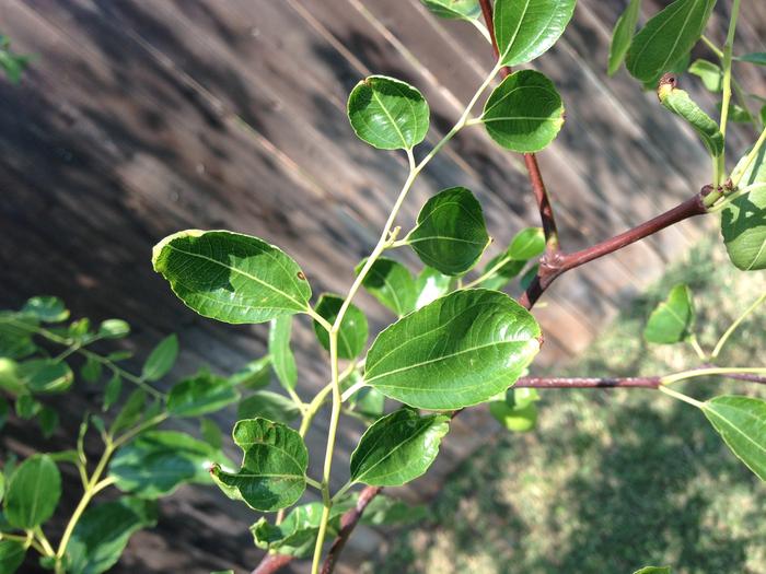 leaves