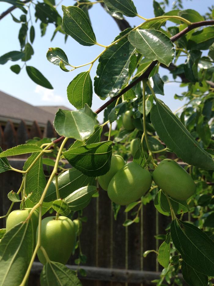 I can't seem to identify this tree in my backyard