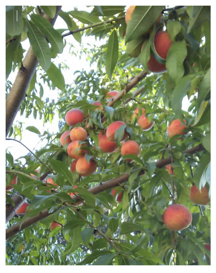 beautiful ripe peaches in a peach tree