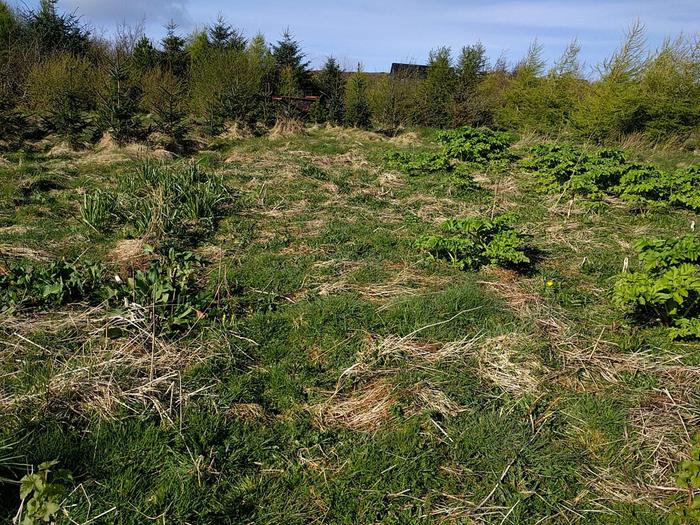 experimental polycultures (April)