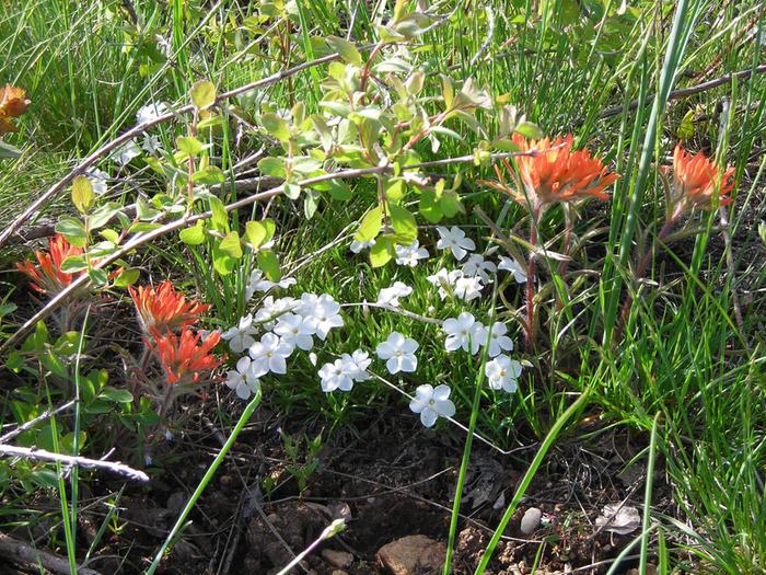 Indian paintbrush and friends.