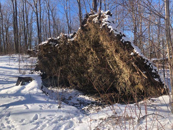 Upturned tree—many of them recently