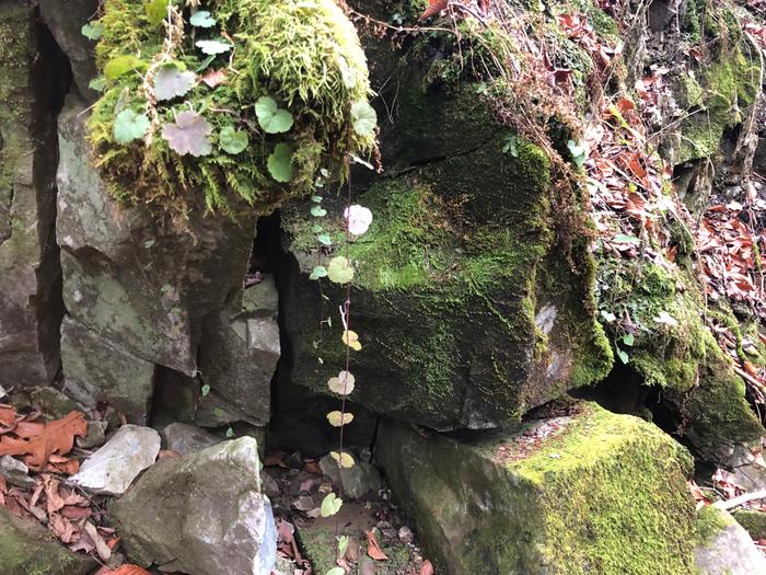 Miterwort beside river