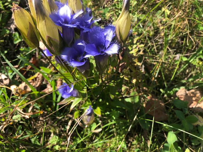 Fringed gentian—not quite the forest