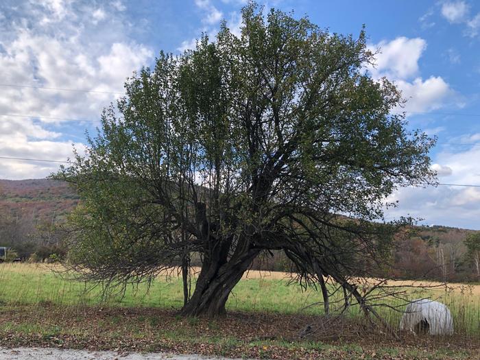 Majestic apple tree