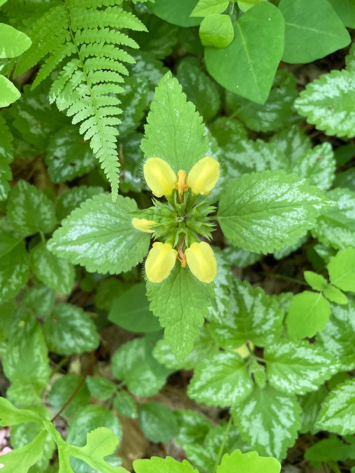 Archangel deadnettle!