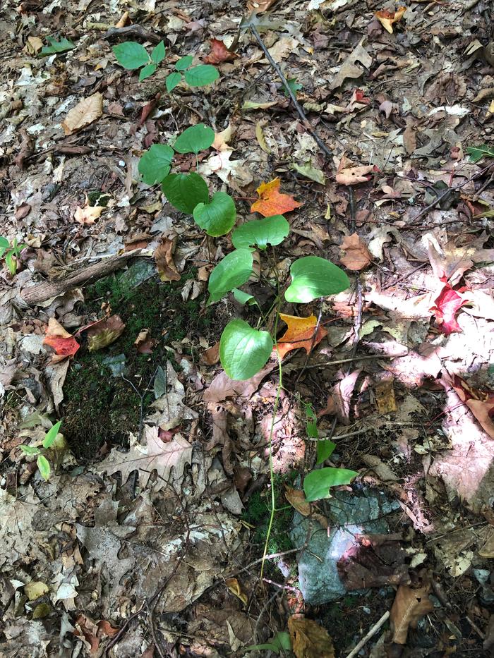 Carrion flower! Rare in our area. 