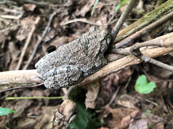 Tree frog right near the house!