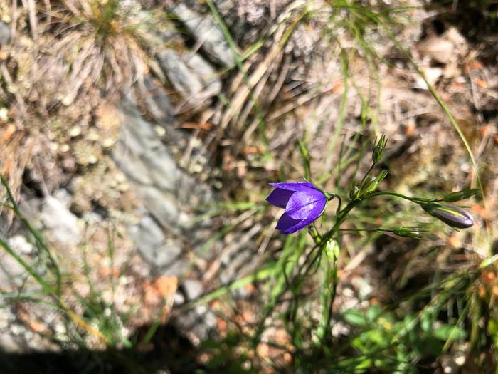 Harebells at the summit