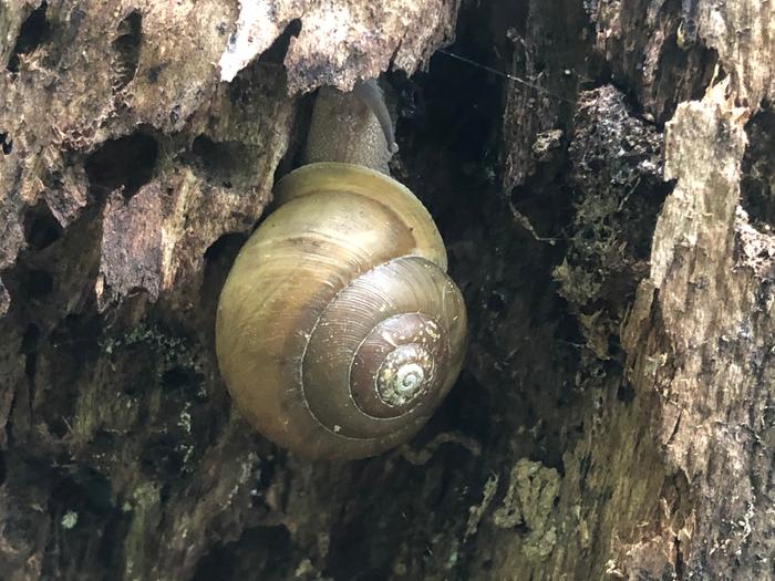 Whitelip snail