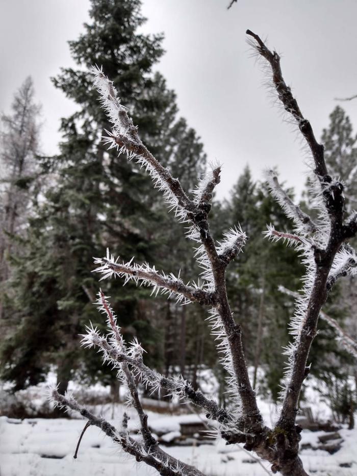 Prickly Hoarfrost On a Tree