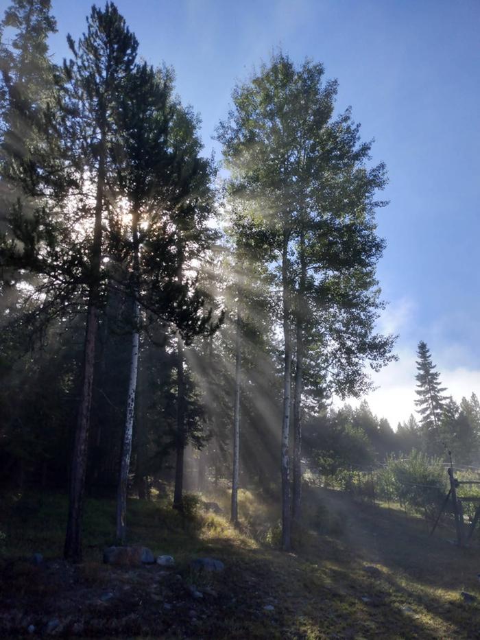 Morning Sunshine Through a Misty Wood