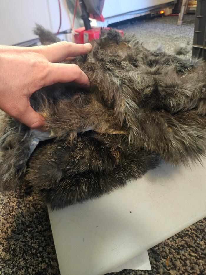 11 tanned rabbit hides.