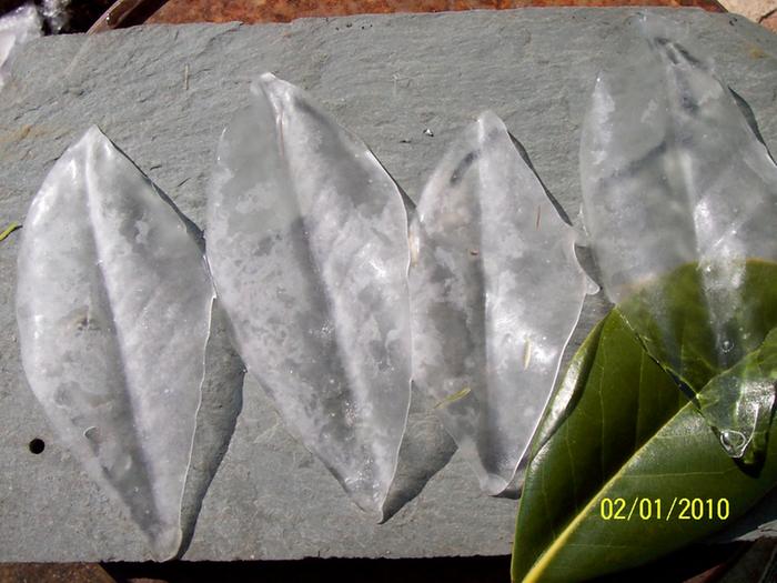 Ice sculptures from magnolia leaves