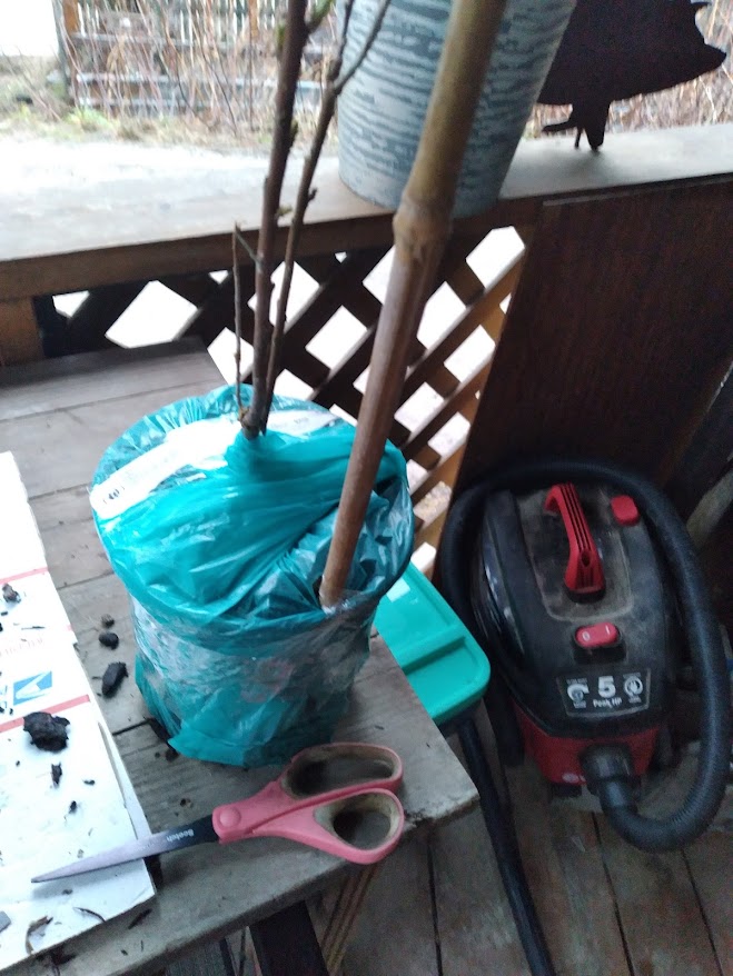 Male plant still wrapped from shipping