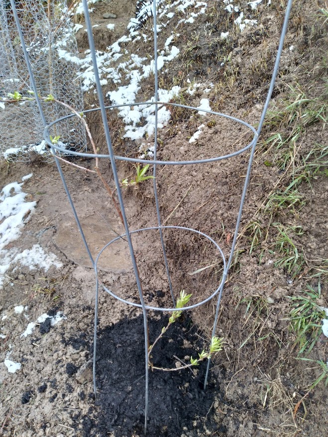The boy plant