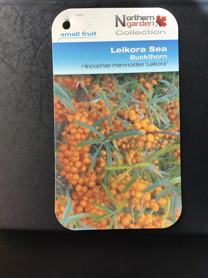 Sea buckthorn Tag