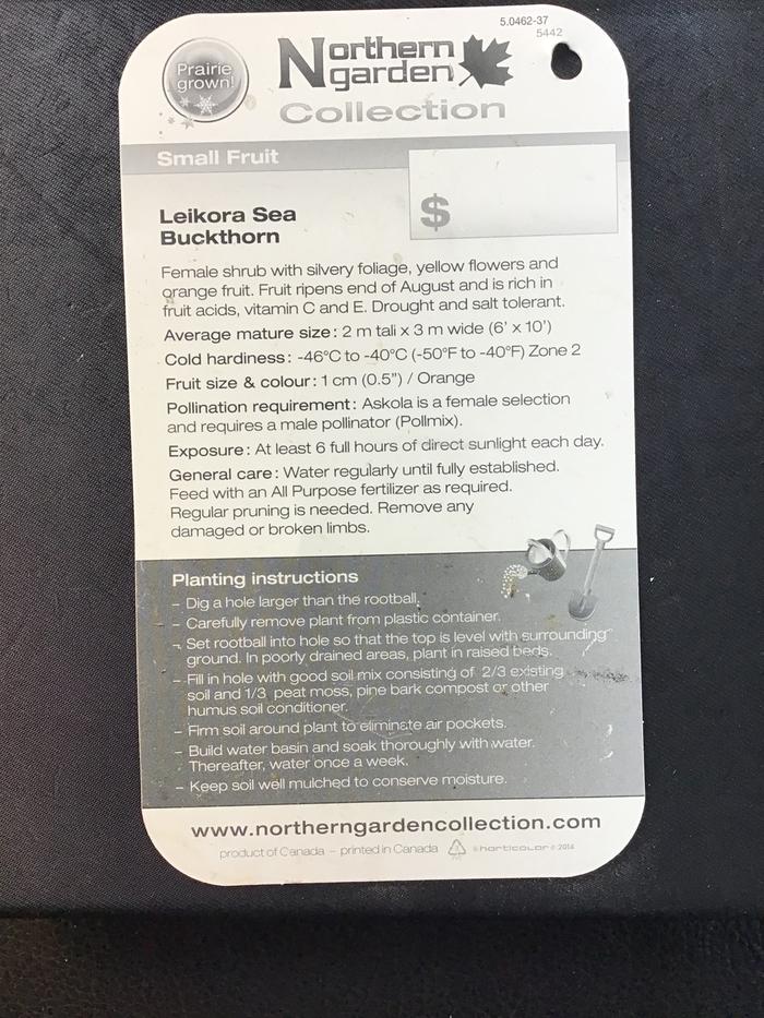 Sea buckthorn tag