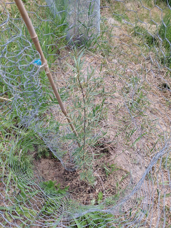 Botanica female