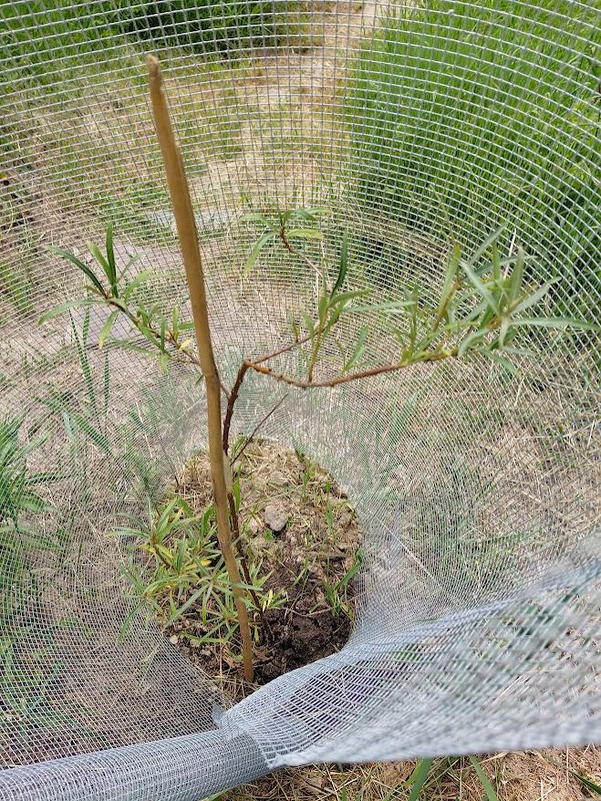 The stud seaberry (male plant)