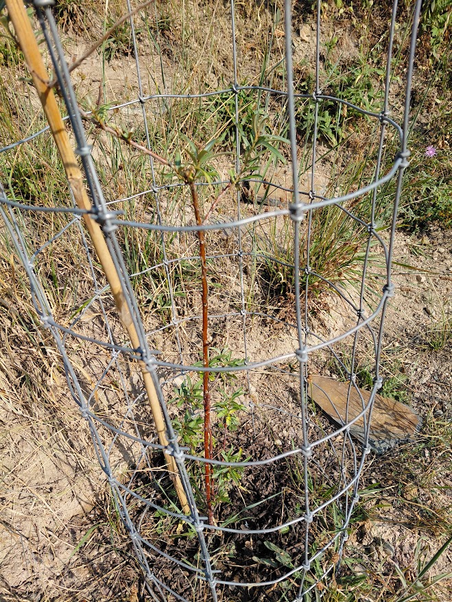 The male plant