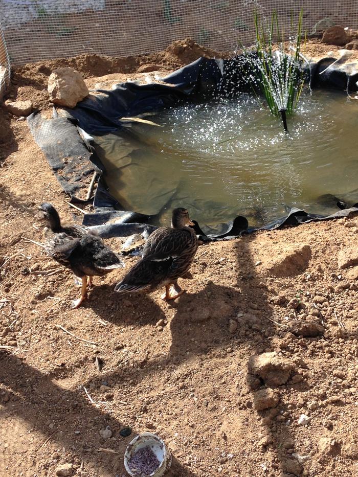 Ducks