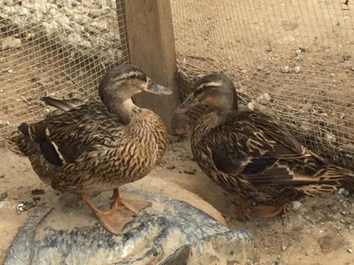 Ducks