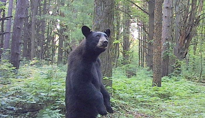 &amp;#91;gamecam_bear.jpg&amp;#93;