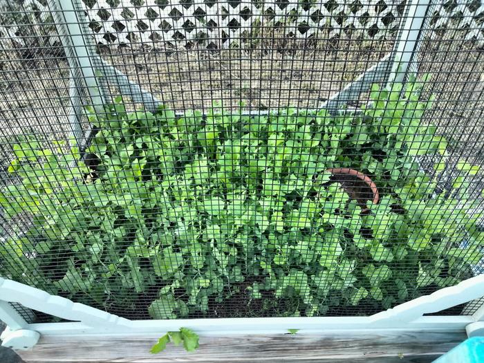 &amp;#91;plants_in_protected_bed.jpg&amp;#93;
