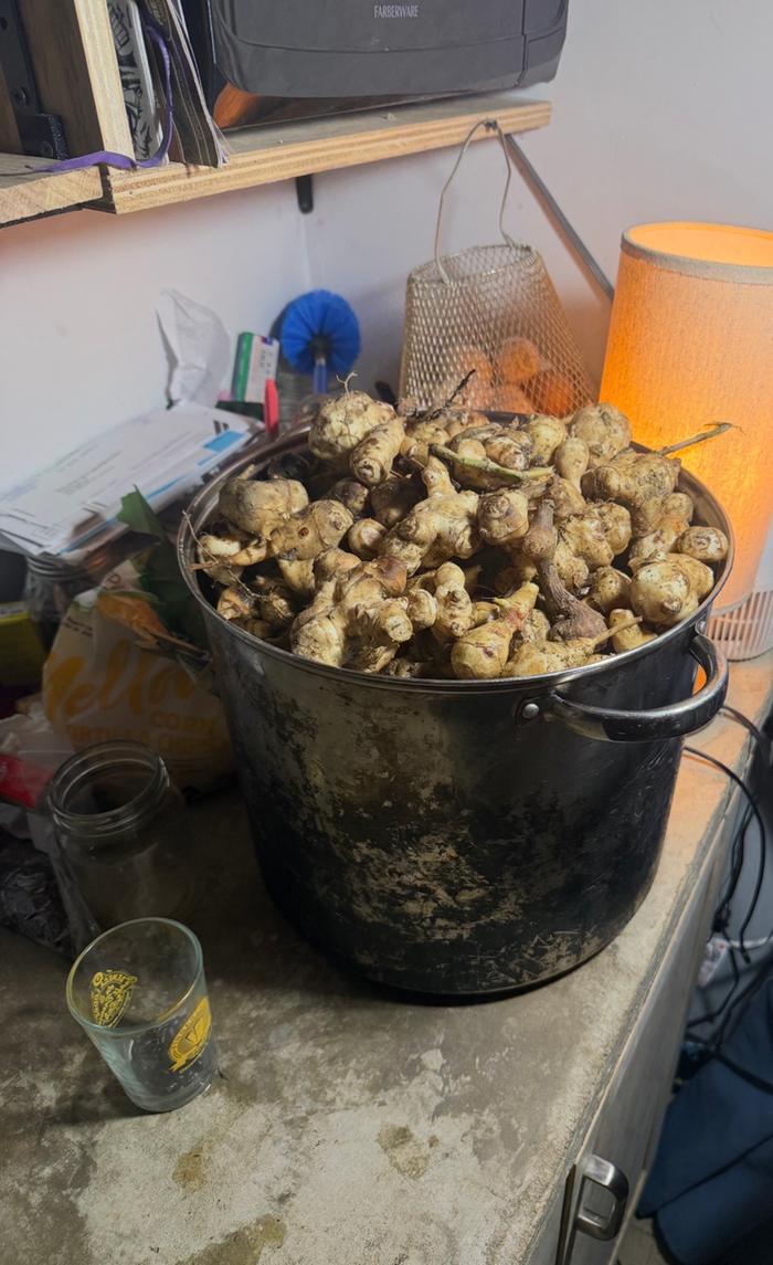 Mountain of sunchokes