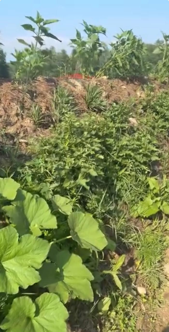 Lush happy hugel before the predation and drought