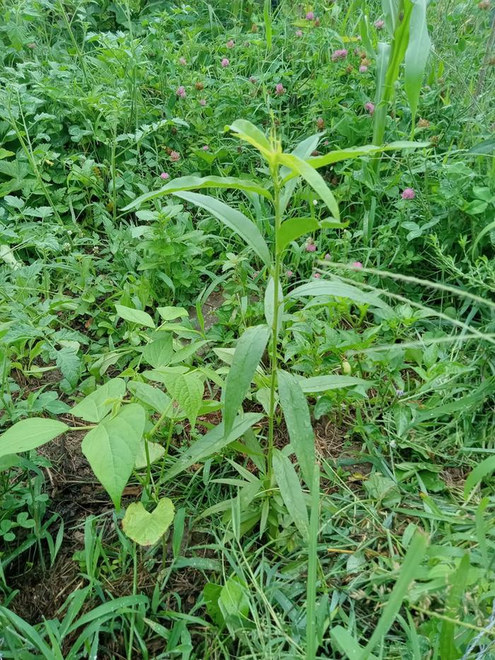 Nectarine on 7/3/25