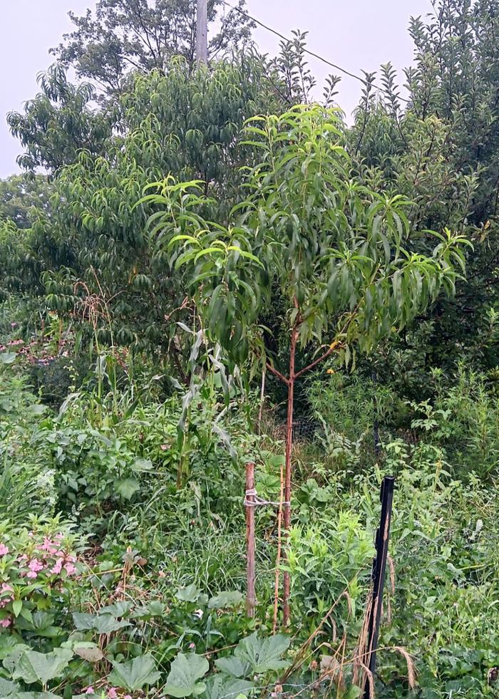 Nectarine tree