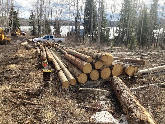 logs waiting to be milled