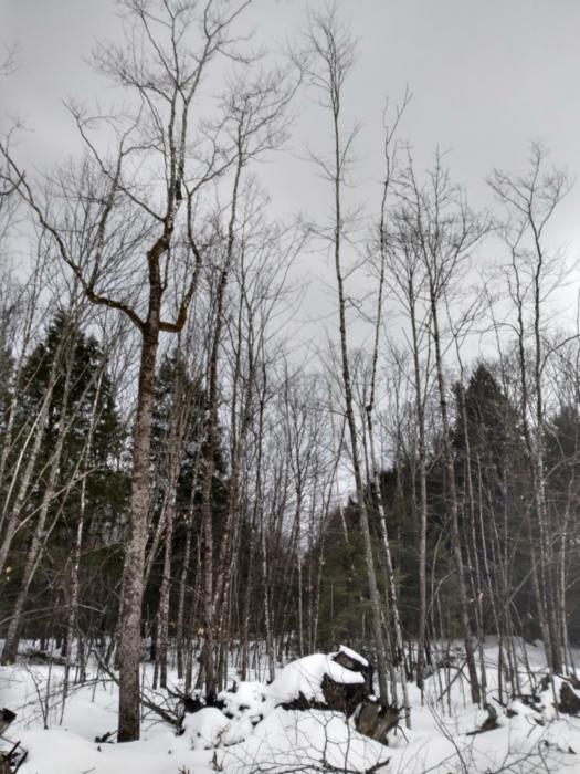 Snow covered stumps in a forest