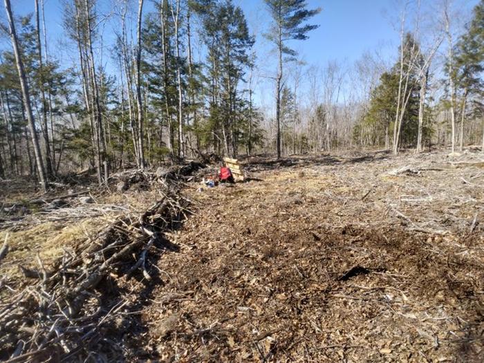 Dead hedge between a forest and a cleared area